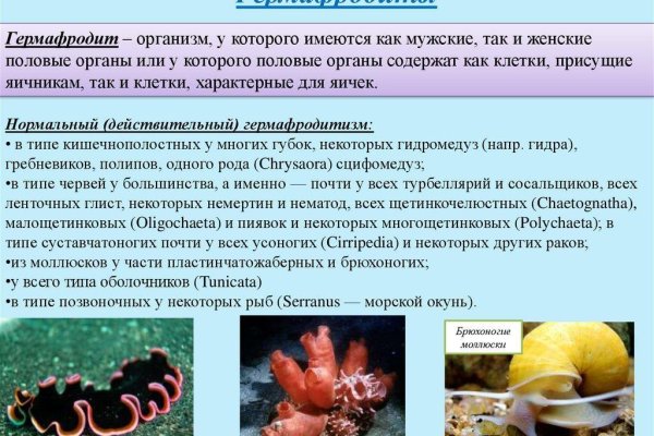 Что такое кракен шоп