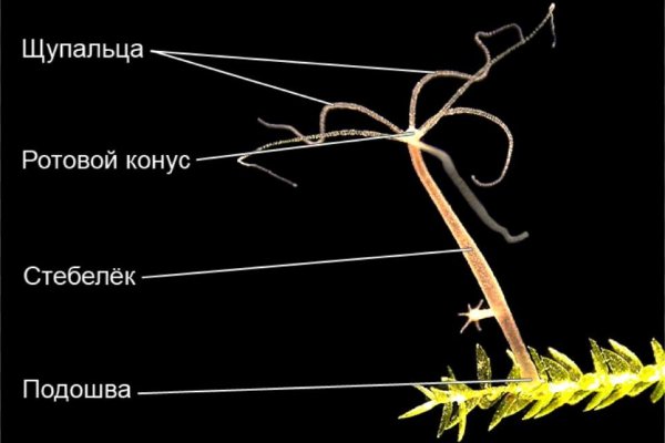 Kraken супернет что это