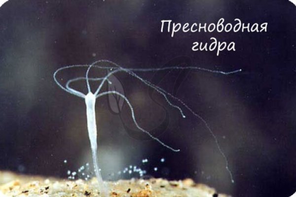 Кракен сайт супернет