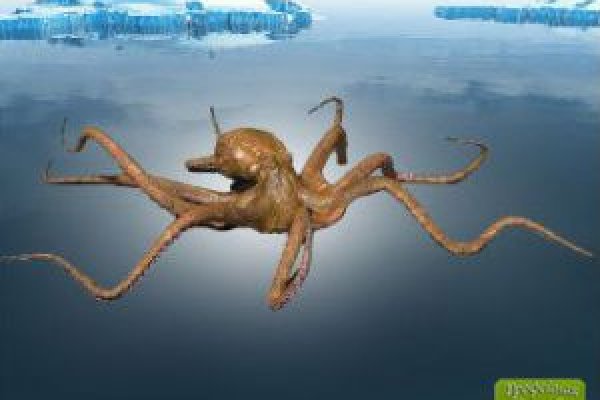 Kraken whitenet