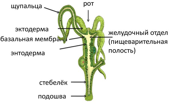 Кракен топ